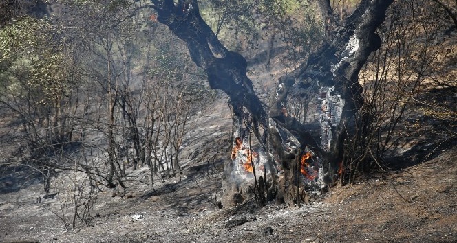 Başkan Çerçioğlu’ndan zeytin ağaçları yanan çiftçiye destek