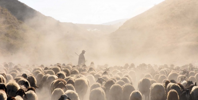 15 kilometrelik tozlu yolculuk süt sağımıyla son buluyor