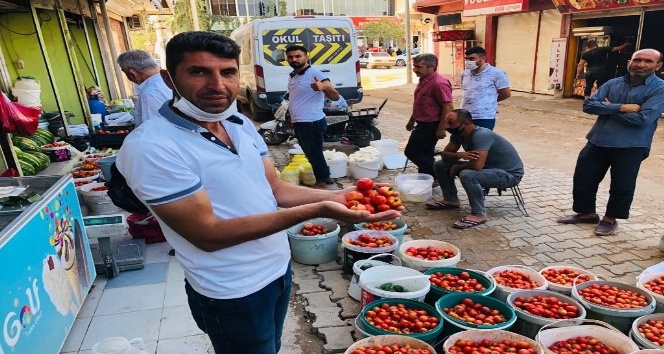 Kızıltepeli kadınların köyde ürettiği organik domatesler tadıyla nam salıyor