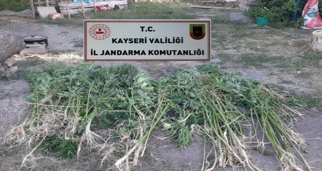 Kayseri’de 236 kök kenevir bitkisi ele geçirildi