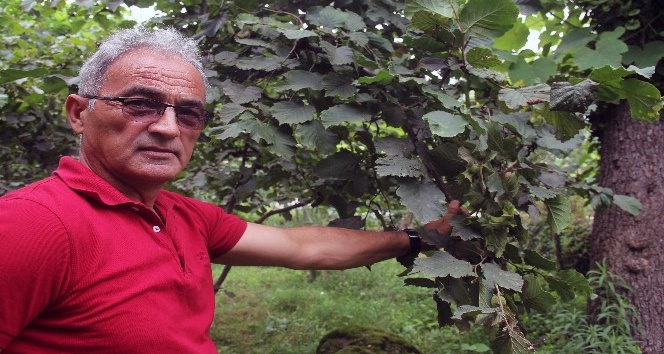 Fındık üreticisine emanete fındık verme uyarısı