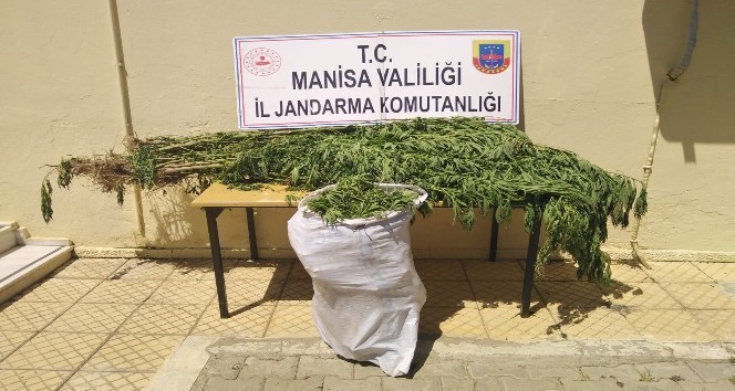 Manisa’da 12 kilo kubar esrarı çuvalla taşırken yakalandılar