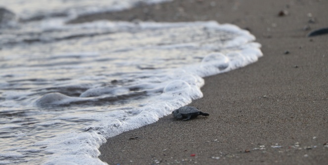 Yavru Caretta Carettalar denizle buluşmaya başladı