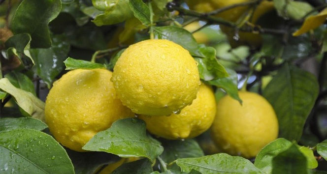 (Özel) Limon ihracatında ön izin şartının kalkması, ihracatçı ve üreticiyi sevindirdi
