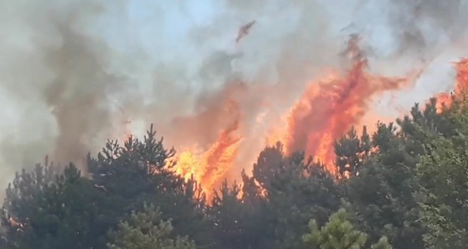 Kastamonu’da 200 hektarlık ormanlık alanda yangın çıktı