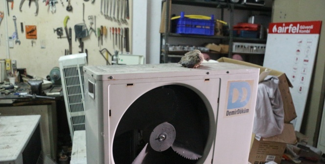 Klimanın içinden çıkanlar şaşırttı!