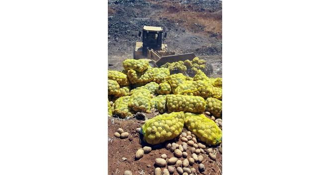 25 Ton patates imha edildi