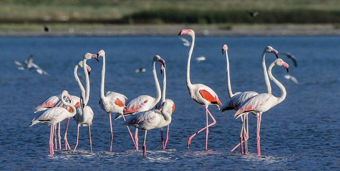Van Gölü'nde flamingoların eşsiz dansı