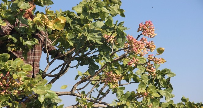 Suriye sınırının sıfır noktasında fıstık hasadı başladı