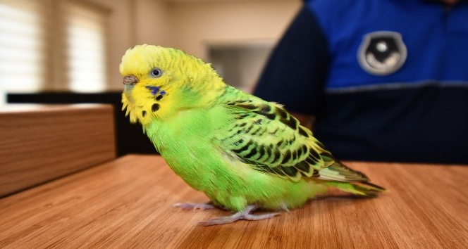 Buldukları muhabbet kuşunu zabıtaya teslim ettiler