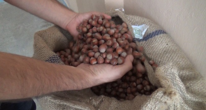 Serbest piyasanın fındık alım fiyatları önümüzdeki günlerde belirlenecek