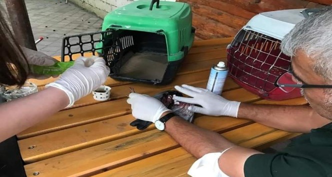 Iğdır’da Kaya Güvercini tedavi altına alındı