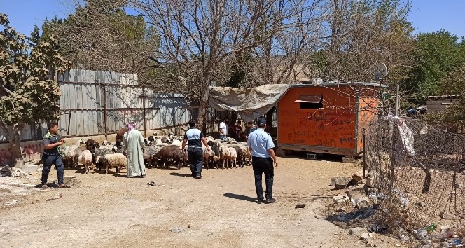 Çevreyi kirleten besiciler şehir dışına çıkarıldı
