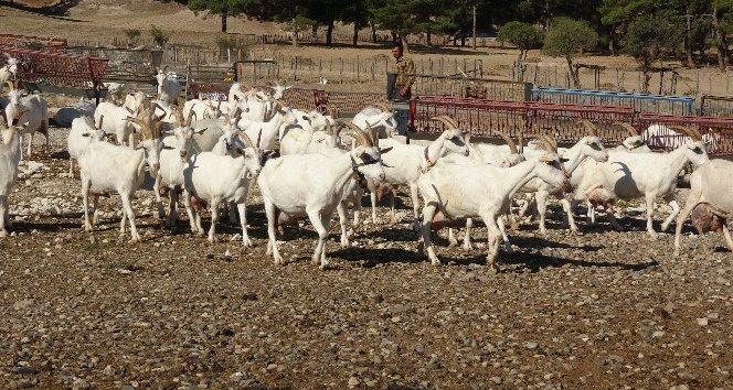 Saanen keçileri hem ormanı kurtardı hem de köylülerin gelirini arttırdı