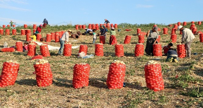 Tarlada soğan 60 kuruş, patates 1 lira