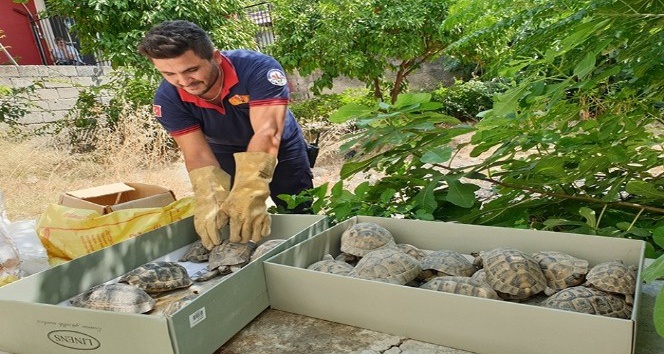 Kullanılmayan evin bahçesinden onlarca kaplumbağa çıktı