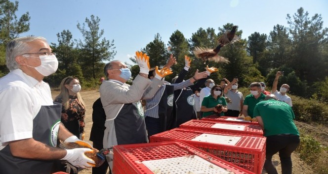 Yalova’da bin adet sülün doğayla buluştu