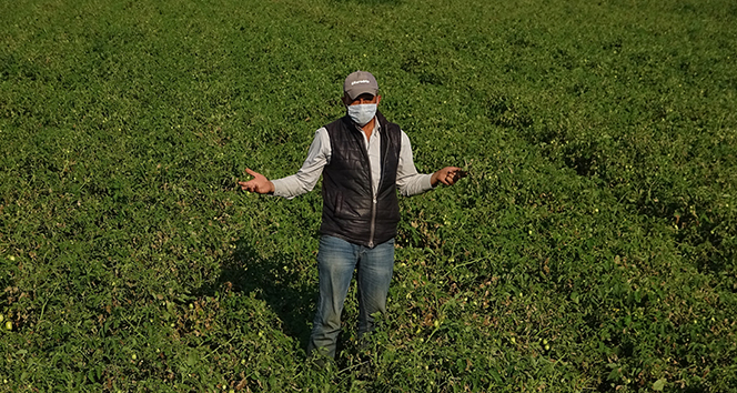 Domates fiyatları tarlada 35 kuruşa düştü, çiftçi iflas noktasına geldi