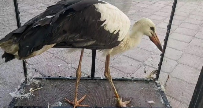 Bacağından yaralanan leylek tedavi altına alındı