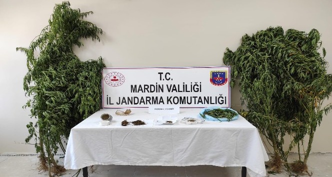 Mardin’de jandarmadan kenevir operasyonu