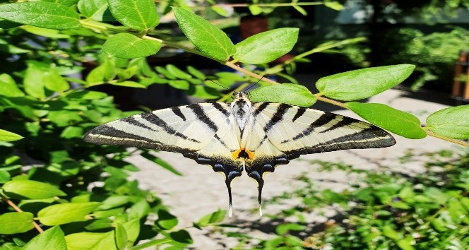 Çatal Kuyruklu Kelebek ilgi odağı oldu