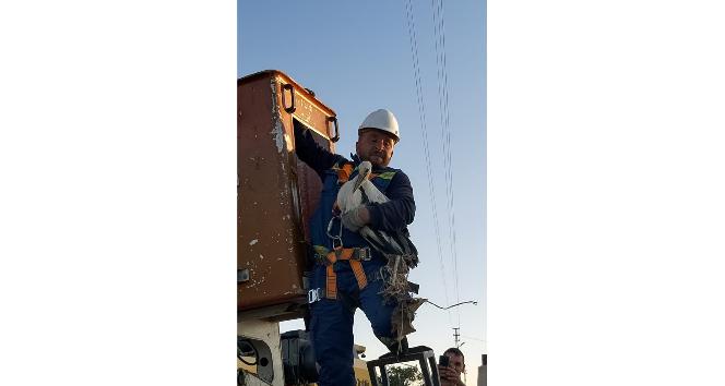 Enerji timleri bu kez leylek kurtardı