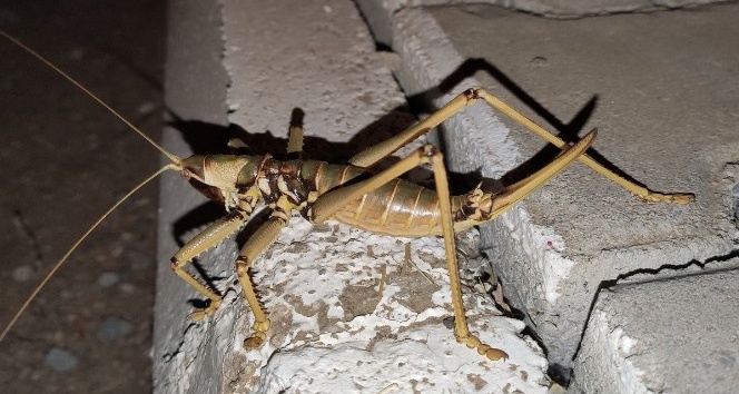 Çelikhan’da ‘Çağaboğan’ çekirgesi görüldü