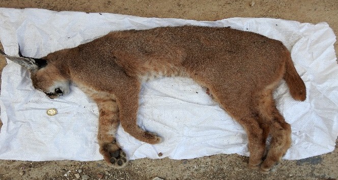 Nesli tükenme tehlikesinde olan karakulak yol kenarında ölü bulundu