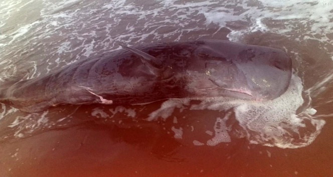 Adana’da nehrin döküldüğü yere yavru ölü balina vurdu
