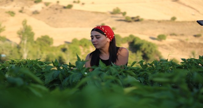 20 dönümlük "İyilik” bostanı