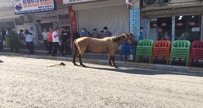 Nusaybin’de ürken at çarşı merkezini birbirine kattı