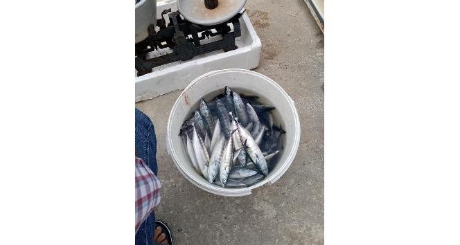 Karadeniz’de çingene palamudu bolluğu