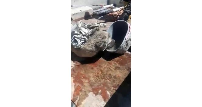 Kuyuya düşen köpek ölmek üzereyken kurtarıldı