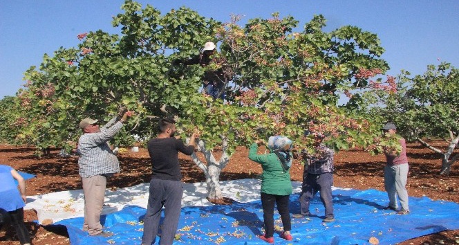 Kilis’te fıstık hasadı sürüyor