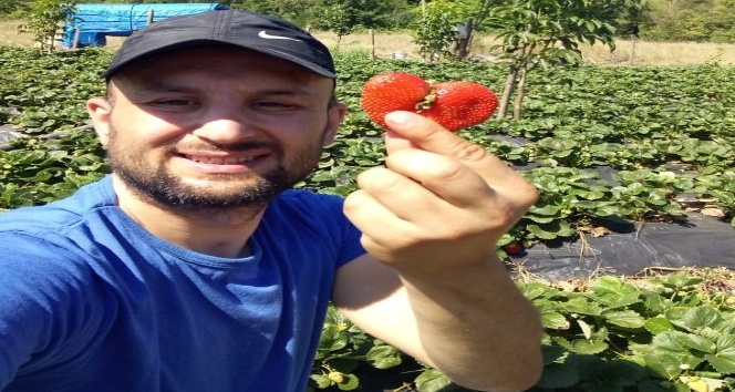 Bu çileğin sırrı “Sevgi” ile üretilmesi