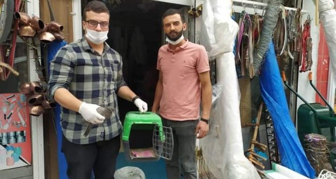 Yorgun halde bulunan güvercin tedavi altına alındı