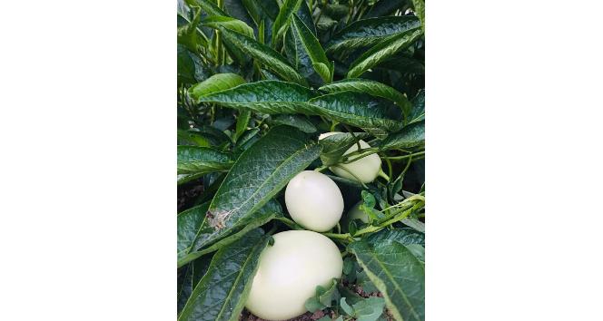 Şırnak’ta ilk kez pepino yetiştirildi