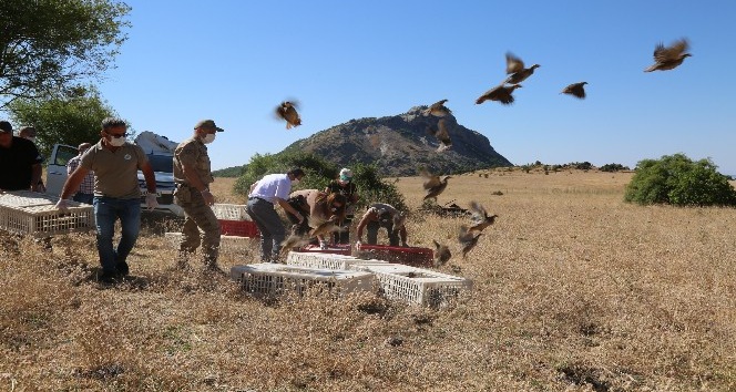 Tunceli’de bin adet keklik doğaya salındı