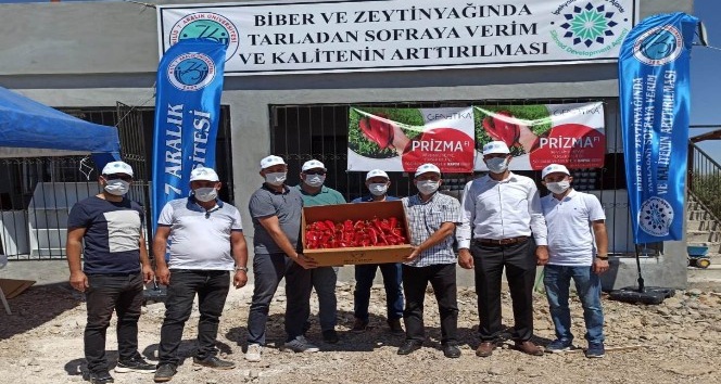 Biber ve Zeytinyağında kaliteyi arttırmak için projeler üretiliyor
