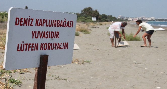 ODTÜ Deniz Bilimleri Enstitüsü sahilinde yavru rekoru bekleniyor