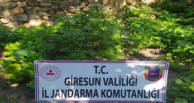 Giresun’da 28 kök kenevir ele geçirildi