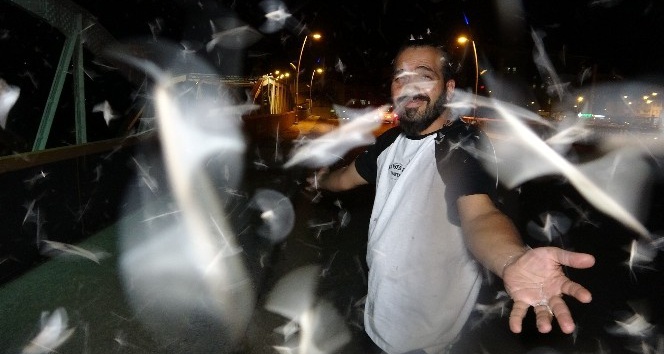 Milyonlarca kelebeğin ’Ölüm uçuşu’