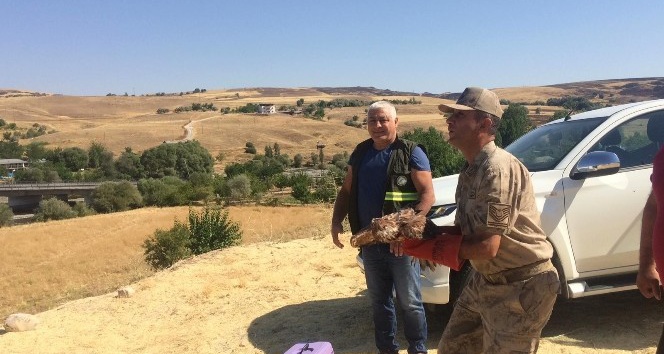Bir yıl da kanatları yerine gelen kızıl şahin, doğaya salındı