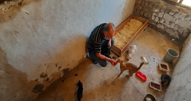 Evlerinin bir bölümünü sokak hayvanlarına ayıran çift, mama desteği bekliyor