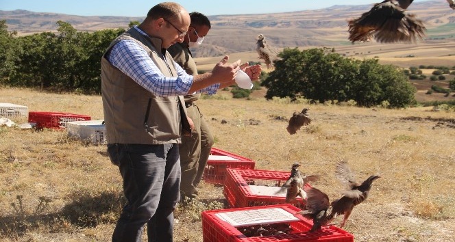 Kınalı keklikler doğaya salındı