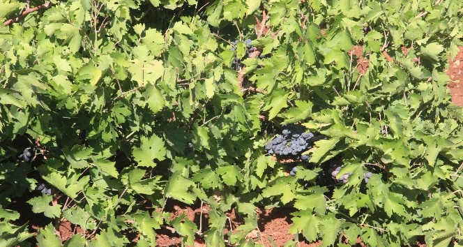 Kilis karası üzüm kurutulmaya bırakılıyor