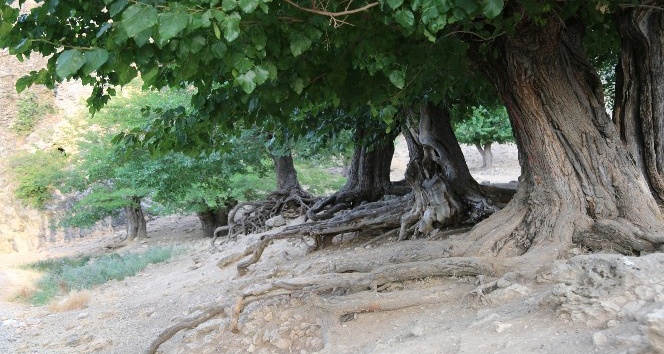 Tunceli’de asırlık dut ağacı bahçesi dikkat çekiyor