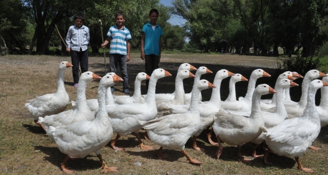 Kars'ta kazlar besiye alındı