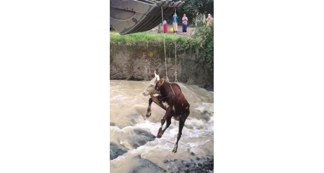 Selde inek kurtarma operasyonu