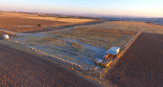 Belediye, Özel İdare ve Arıcılar Birliği çalışması ile ’Anadolu Arısı’ ıslahı yapılacak
